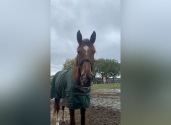 Oldenbourg, Hongre, 7 Ans, 184 cm, Alezan