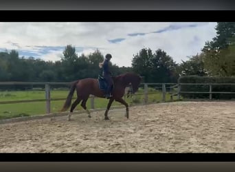 Oldenbourg, Hongre, 7 Ans, 184 cm, Alezan