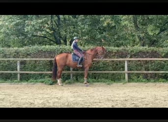 Oldenbourg, Hongre, 7 Ans, 184 cm, Alezan