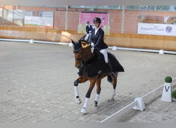 Oldenbourg, Hongre, 7 Ans, 184 cm, Bai