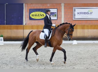 Oldenbourg, Hongre, 7 Ans, 184 cm, Bai