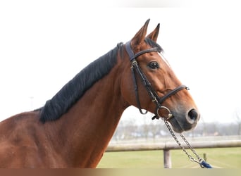 Oldenbourg, Hongre, 7 Ans, Bai