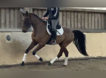 Oldenbourg, Hongre, 8 Ans, 160 cm, Bai