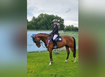 Oldenbourg, Hongre, 8 Ans, 165 cm, Bai brun