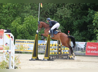 Oldenbourg, Hongre, 8 Ans, 165 cm, Bai