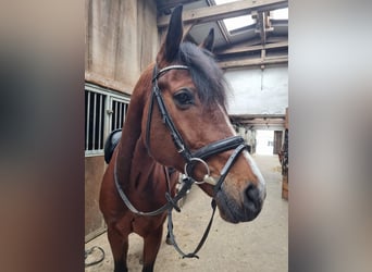 Oldenbourg, Hongre, 8 Ans, 165 cm, Bai