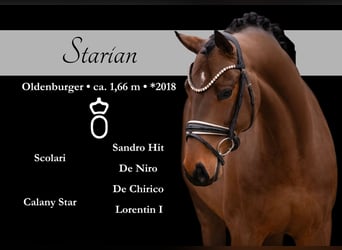 Oldenbourg, Hongre, 8 Ans, 166 cm, Bai brun