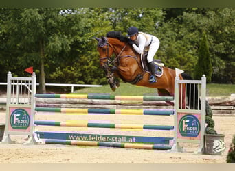 Oldenbourg, Hongre, 8 Ans, 167 cm, Bai