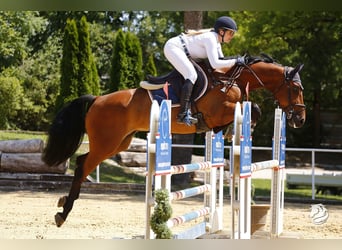 Oldenbourg, Hongre, 8 Ans, 167 cm, Bai