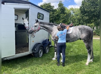 Oldenbourg, Hongre, 8 Ans, 167 cm, Gris