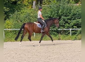 Oldenbourg, Hongre, 8 Ans, 168 cm, Bai brun
