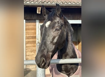 Oldenbourg, Hongre, 8 Ans, 168 cm, Noir