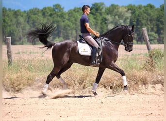 Oldenbourg, Hongre, 8 Ans, 168 cm, Noir