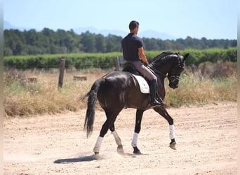 Oldenbourg, Hongre, 8 Ans, 168 cm, Noir
