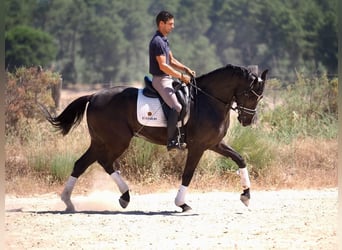 Oldenbourg, Hongre, 8 Ans, 168 cm, Noir