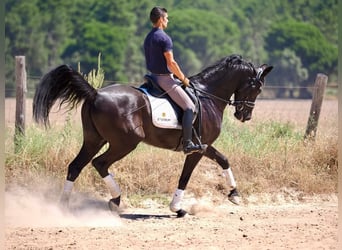 Oldenbourg, Hongre, 8 Ans, 168 cm, Noir