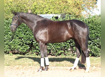 Oldenbourg, Hongre, 8 Ans, 168 cm, Noir