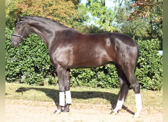 Oldenbourg, Hongre, 8 Ans, 168 cm, Noir