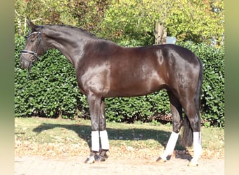 Oldenbourg, Hongre, 8 Ans, 168 cm, Noir