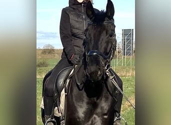 Oldenbourg, Hongre, 8 Ans, 168 cm, Noir
