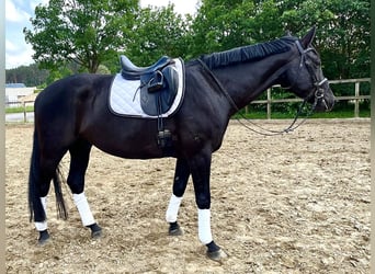 Oldenbourg, Hongre, 8 Ans, 168 cm, Noir