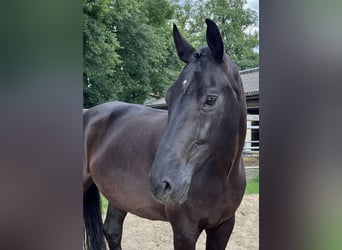 Oldenbourg, Hongre, 8 Ans, 168 cm, Noir