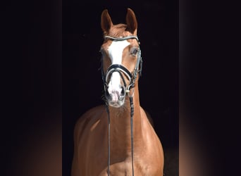 Oldenbourg, Hongre, 8 Ans, 169 cm, Alezan