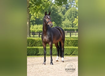 Oldenbourg, Hongre, 8 Ans, 169 cm, Bai brun