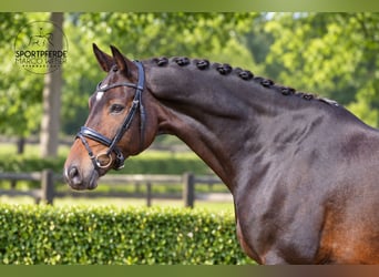 Oldenbourg, Hongre, 8 Ans, 169 cm, Bai brun
