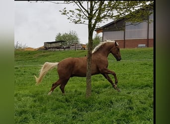 Oldenbourg, Hongre, 8 Ans, 170 cm, Palomino