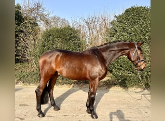 Oldenbourg, Hongre, 8 Ans, 171 cm, Bai