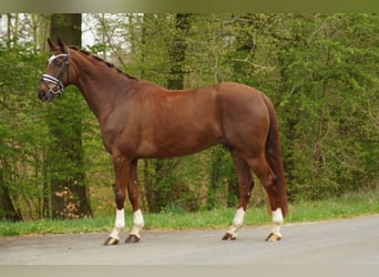 Oldenbourg, Hongre, 8 Ans, 172 cm, Alezan brûlé