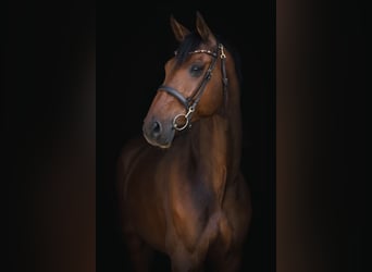 Oldenbourg, Hongre, 8 Ans, 172 cm, Bai