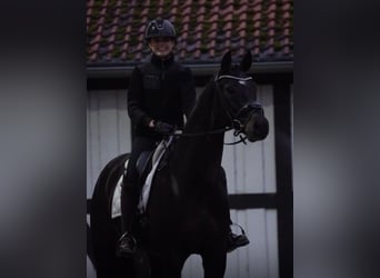 Oldenbourg, Hongre, 8 Ans, 172 cm, Noir