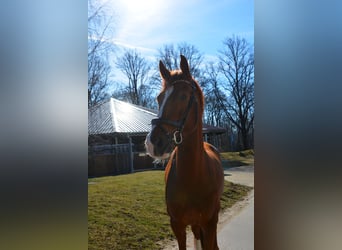 Oldenbourg, Hongre, 8 Ans, 174 cm, Alezan brûlé