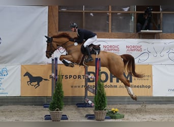 Oldenbourg, Hongre, 8 Ans, 175 cm, Alezan