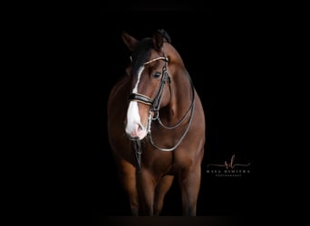 Oldenbourg, Hongre, 8 Ans, 175 cm, Bai