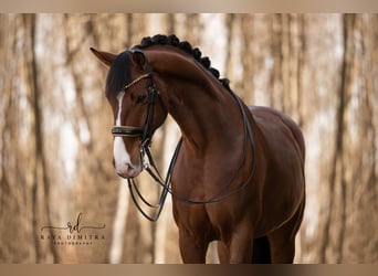 Oldenbourg, Hongre, 8 Ans, 175 cm, Bai