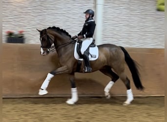 Oldenbourg, Hongre, 8 Ans, 175 cm, Bai