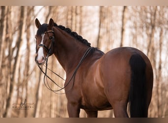 Oldenbourg, Hongre, 8 Ans, 175 cm, Bai