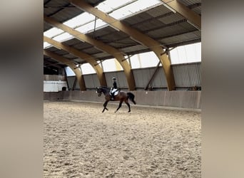 Oldenbourg, Hongre, 8 Ans, 175 cm, Bai