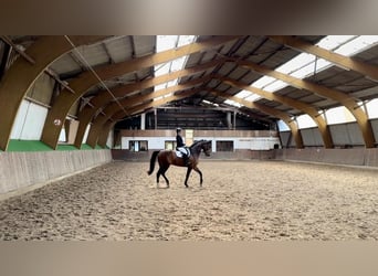 Oldenbourg, Hongre, 8 Ans, 175 cm, Bai
