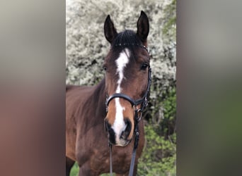Oldenbourg, Hongre, 8 Ans, 175 cm, Bai