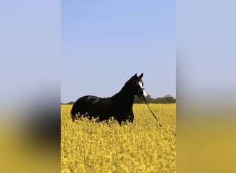 Oldenbourg, Hongre, 8 Ans, 175 cm, Noir