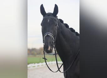 Oldenbourg, Hongre, 8 Ans, 177 cm, Noir