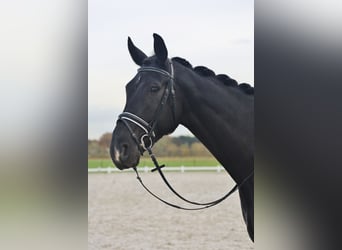 Oldenbourg, Hongre, 8 Ans, 177 cm, Noir