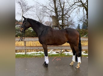 Oldenbourg, Hongre, 8 Ans, 179 cm, Bai brun