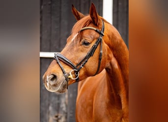 Oldenbourg, Hongre, 8 Ans, 180 cm, Alezan brûlé