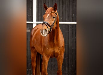 Oldenbourg, Hongre, 8 Ans, 180 cm, Alezan brûlé