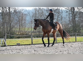 Oldenbourg, Hongre, 8 Ans, 186 cm, Bai